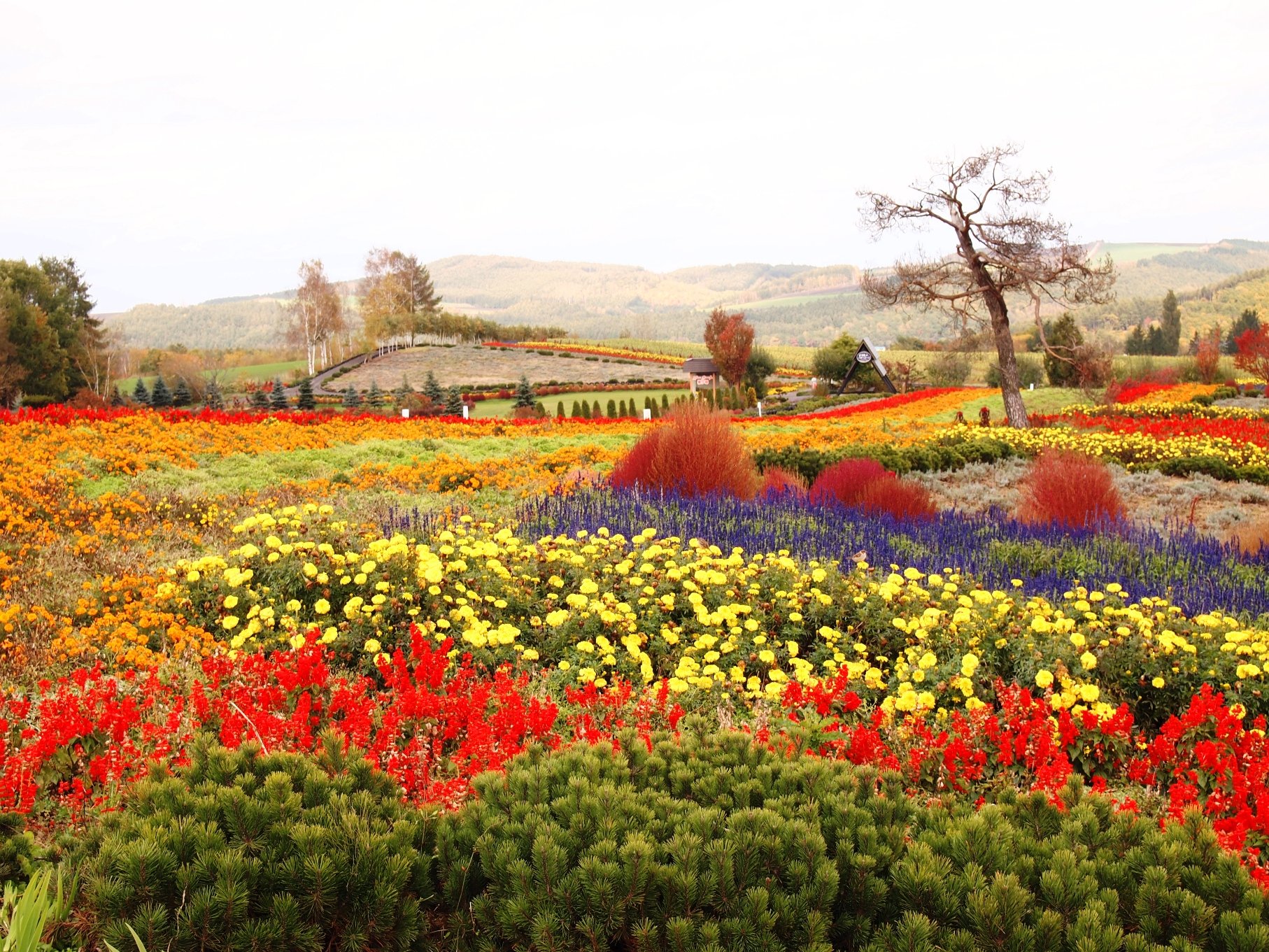 🏞️ 신아라시야마 스카이파크 전망대(신아라시야마 스카이파크 텐보다이) 이미지 7